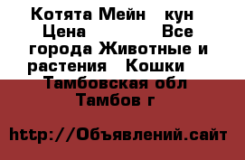 Котята Мейн - кун › Цена ­ 19 000 - Все города Животные и растения » Кошки   . Тамбовская обл.,Тамбов г.